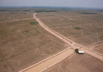 Landscape of Rice Field