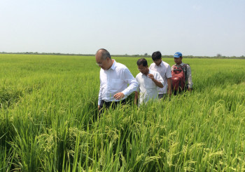 សកម្មភាព​ចុះ​ពិនិត្យ​ទិន្នផល​ស្រូវ