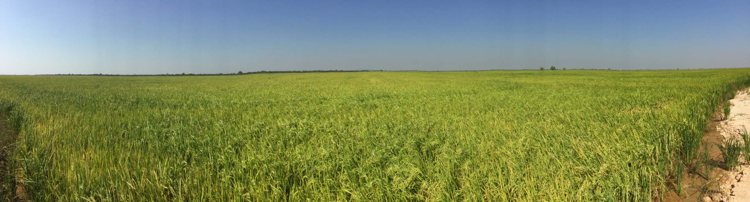 Rice Field