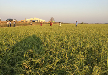 គម្រោង​អភិវឌ្ឍន៍​កសិកម្ម​​សុខ​​សែន​​ជ័យ​កំពុង​​ឆ្ពោះ​ទៅមុខ​ក្នុងការ​​ជម្រុញ​​ផលិត​ផល​​ស្រូវ និង​​នាំ​​អង្ករ​​ចេញ